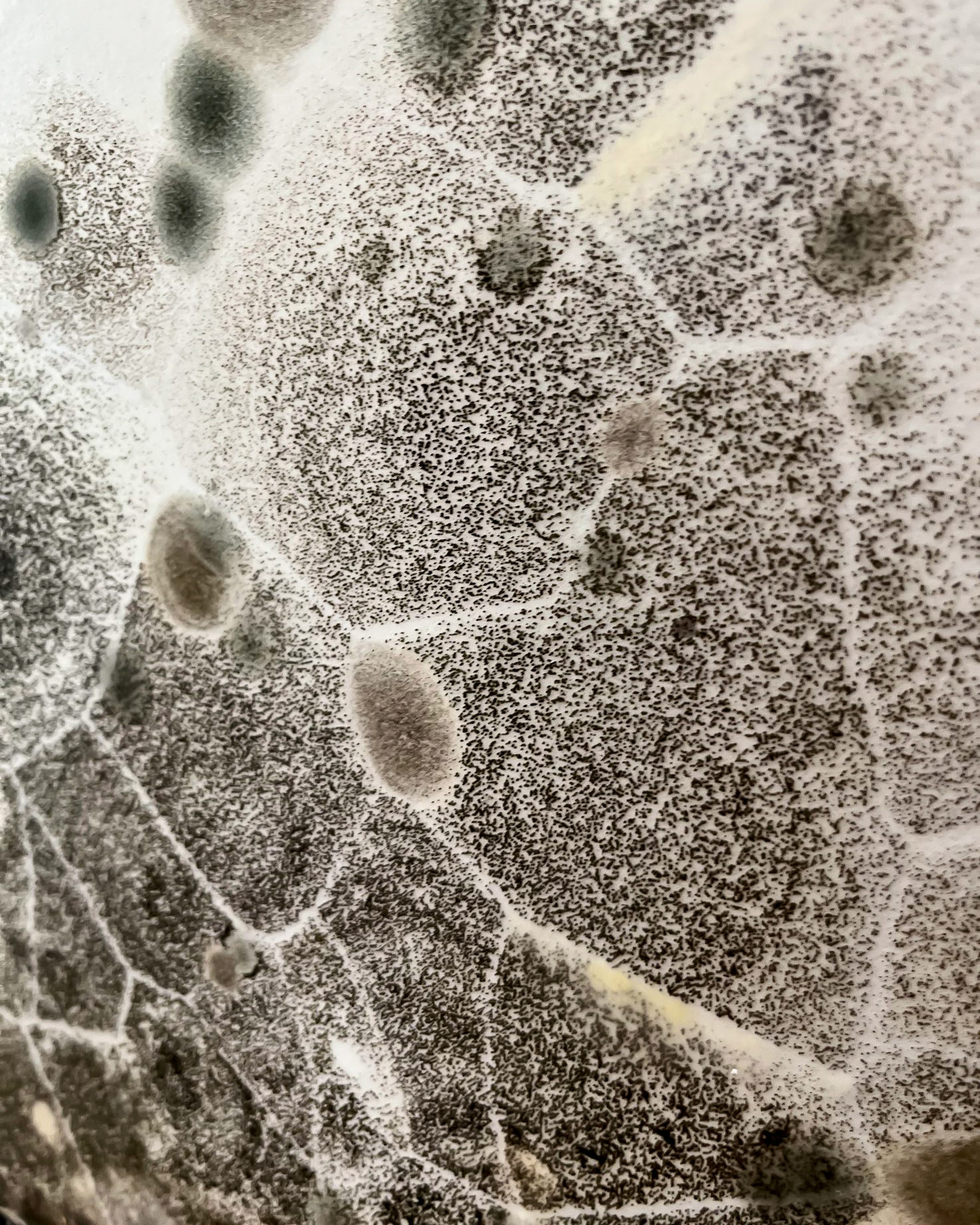 Close-up mold spore colonies growing on surface