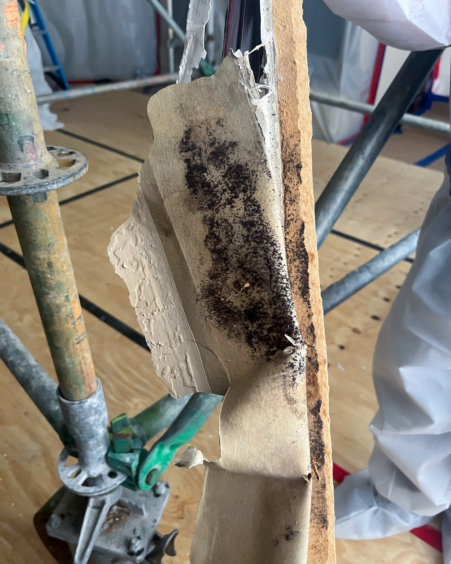 Mold found on removed drywall during remediation