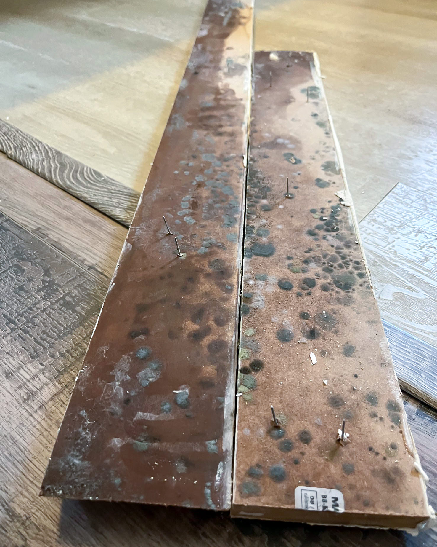 Mold on removed floorboards showing infestation extent