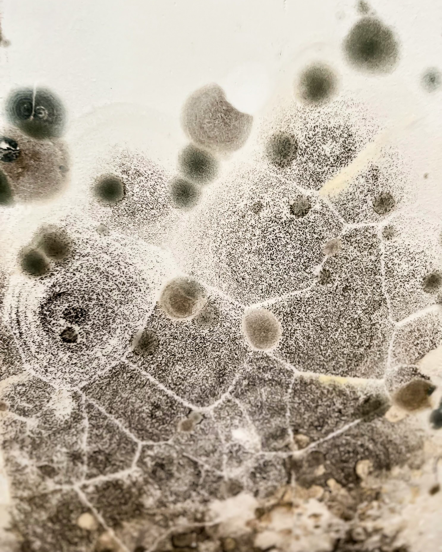 Macro view of mold spore colonies on drywall