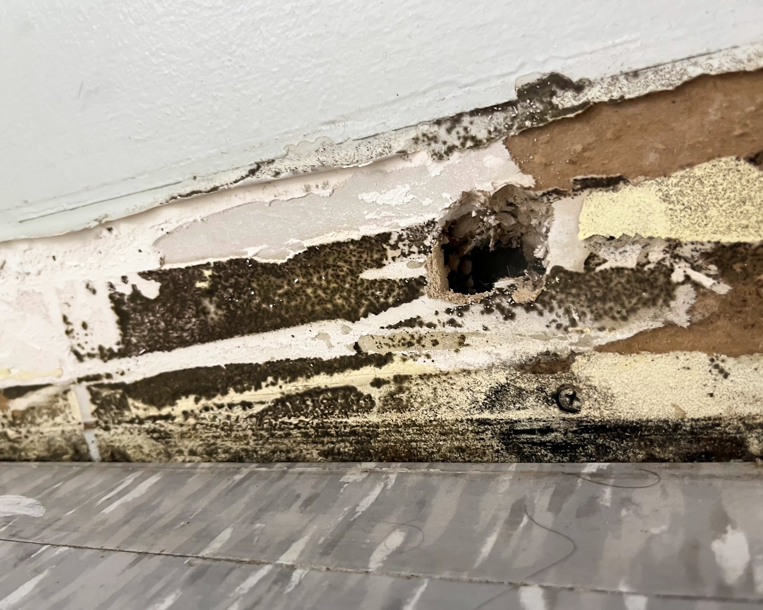 Heavy mold infestation on baseboard and drywall