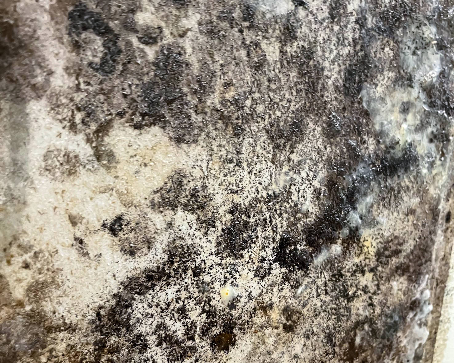 Close-up black mold growth on interior wall surface